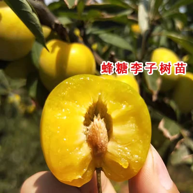 脱骨李子苗空心李嫁接蜂糖李冰糖李子果树苗晚熟汶川清脆李苗