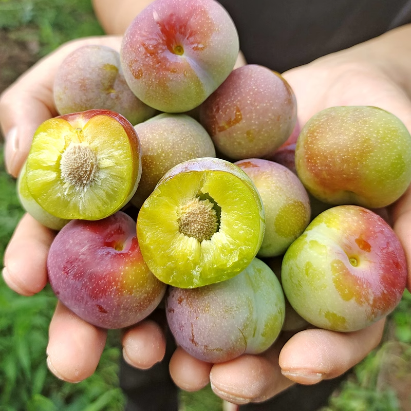 脆甜脱骨脆红李树苗半边红嫁接茵红李子苗离核果树南北方种植