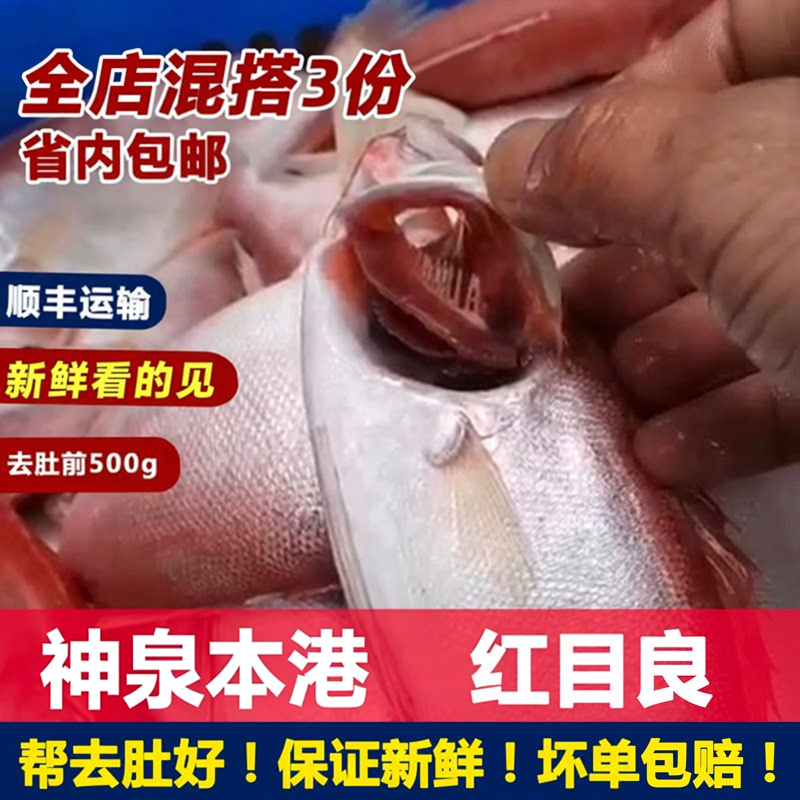 潮汕惠来神泉本港红目良红目鲢新鲜海鲜去肚冷冻大眼鸡鱼海鱼顺丰