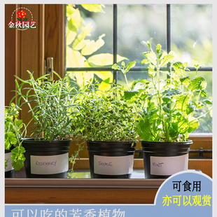 迷迭香种子盆栽可食用百里香籽香草马约兰籽神香草驱蚊草四季种植