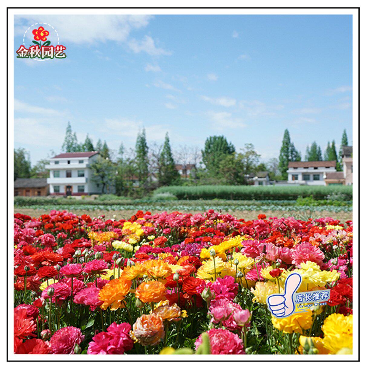 花毛茛种子四季开花多年生室内室外阳台庭院耐寒花卉盆栽植物花种