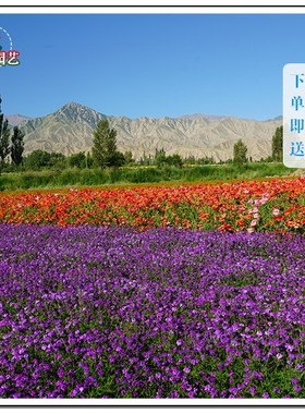 美女樱种子细裂蓝紫色种美女樱盆栽花籽春播花卉阳台好养活庭院花