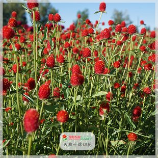 千日红种子千日紫种子常用花卉景观盆栽阳台种子庭院观花天然切花