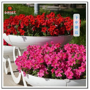 矮牵牛种子喇叭花垂吊牵牛花籽春四季种阳台庭院室内外易种活