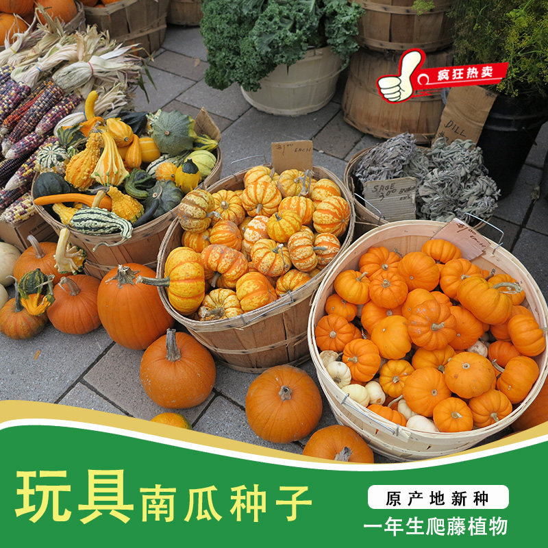 种子南瓜庭院植物花草阳台食用