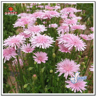 桃色蒲公英种子还阳参春天开爆花盆花籽阳台耐热好养花卉桃粉色花