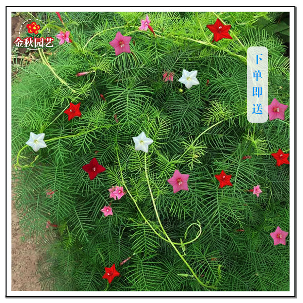 茑萝花卉种子四季易种庭院爬藤攀援羽叶圆叶槭叶五角星花阳台盆栽