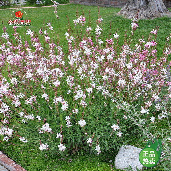 山桃草种子千鸟花花种耐寒夏秋开花阳台盆栽室外庭院易活作鲜切花