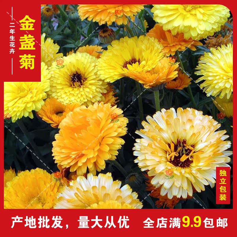 金盏菊耐寒可盆栽花卉种子