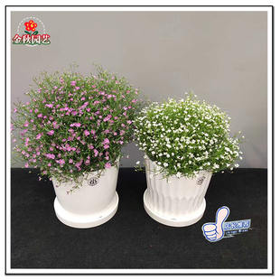 吉普赛满天星种子迷你满天星花卉种籽丸粒化种子观花盆栽阳台室外