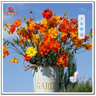 硫华菊种子四季播种花卉种孑硫黄菊花种籽耐贫瘠花籽子黄秋英种籽