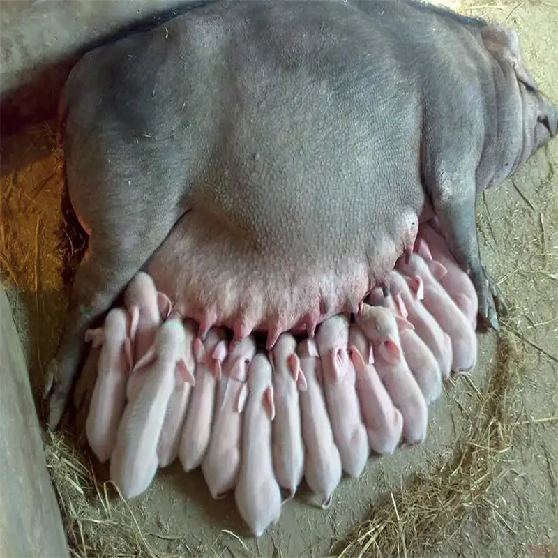 原种太湖母猪二元长白活猪苏太长白约克纯种杜洛克种猪活三元苗猪