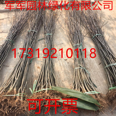 垂丝海棠西府北美绿化树苗