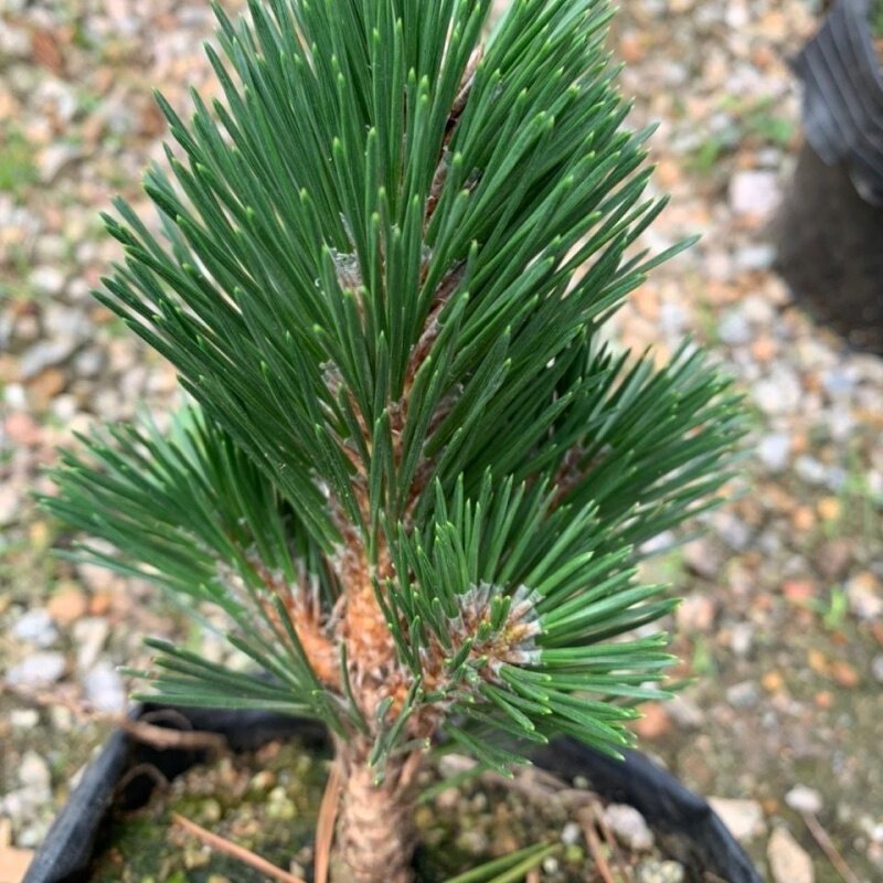 嫁接盆景绿植松树特价爆款