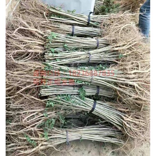 护坡绿化编筐紫穗槐树苗棉槐条小苗防风沙耐盐碱100棵直销南北方