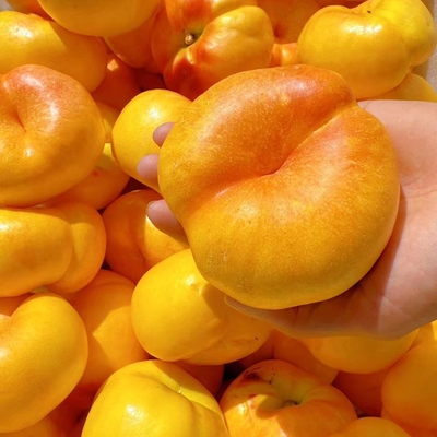山东正宗现摘蒙阴黄金油蟠桃5斤新鲜水果当季孕妇油脆甜扁大桃子
