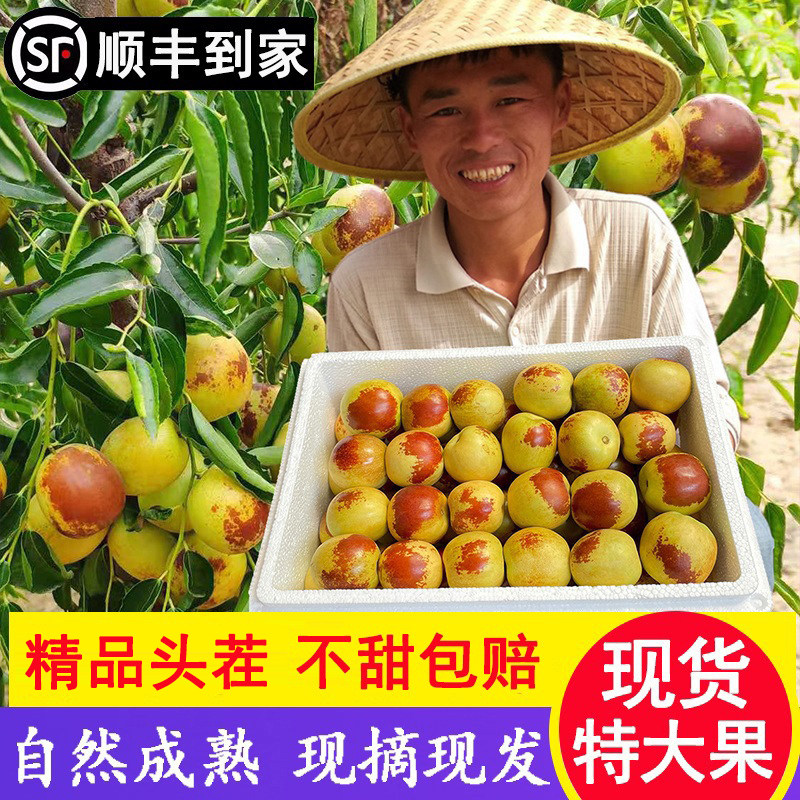 陕西大荔冰糖冬枣新鲜5斤特大现摘当季孕妇水果脆甜枣子礼盒装