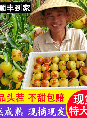 现摘现发|精品特大|顺丰到家