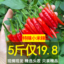 精品小米辣椒新鲜包邮红小米椒朝天椒特辣超辣薄皮红辣椒朝天椒
