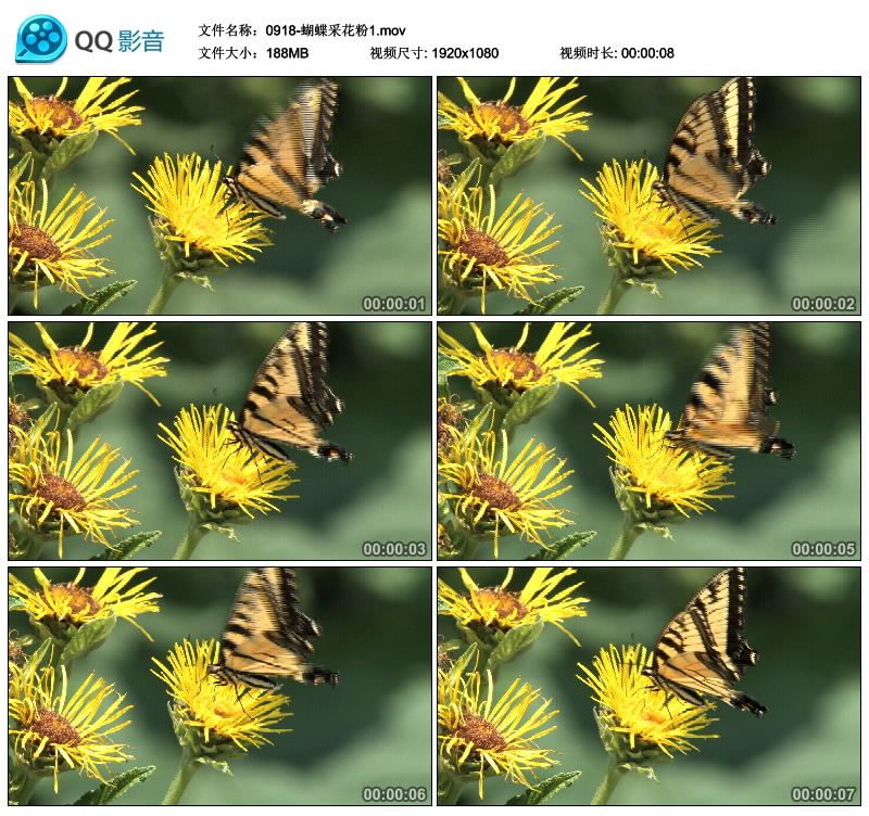 蝴蝶采花粉 黄色小菊花 鲜花花卉 中国高清实拍视频素材 1080