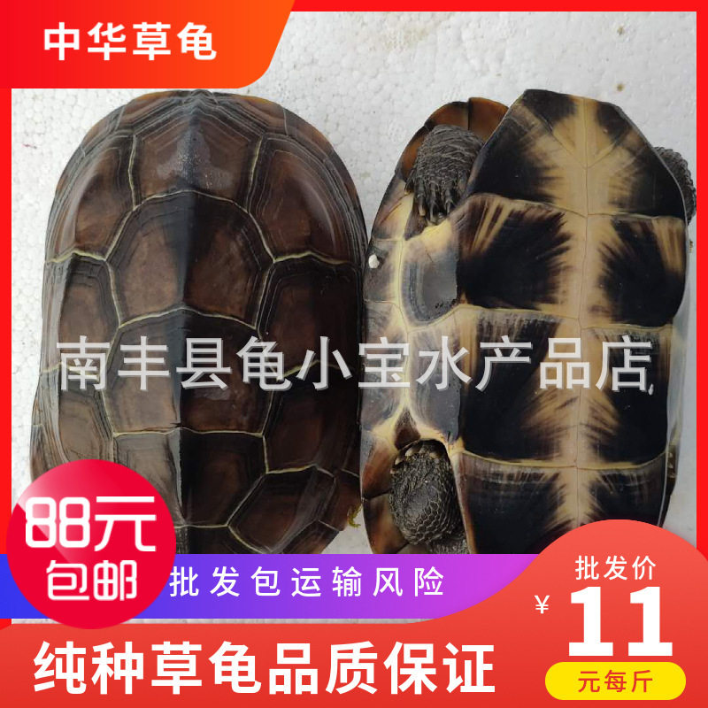 外塘大草龟中华草龟大头草蛋龟冷水墨龟宠物龟长寿龟全品产蛋种龟