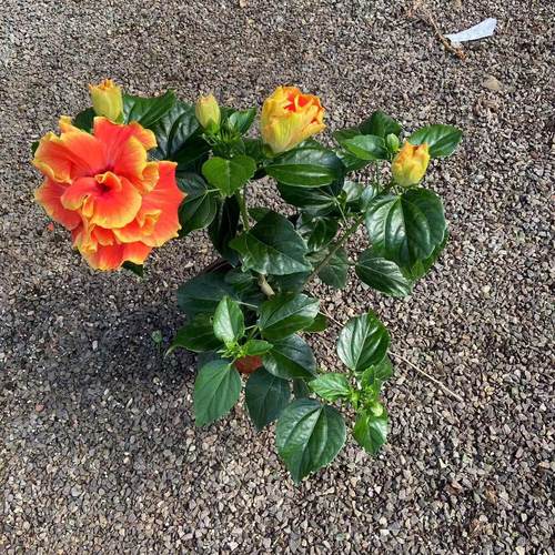 重瓣阿波罗木槿盆栽丹麦木槿小苗扶桑花苗带花苞发货好养室内花卉