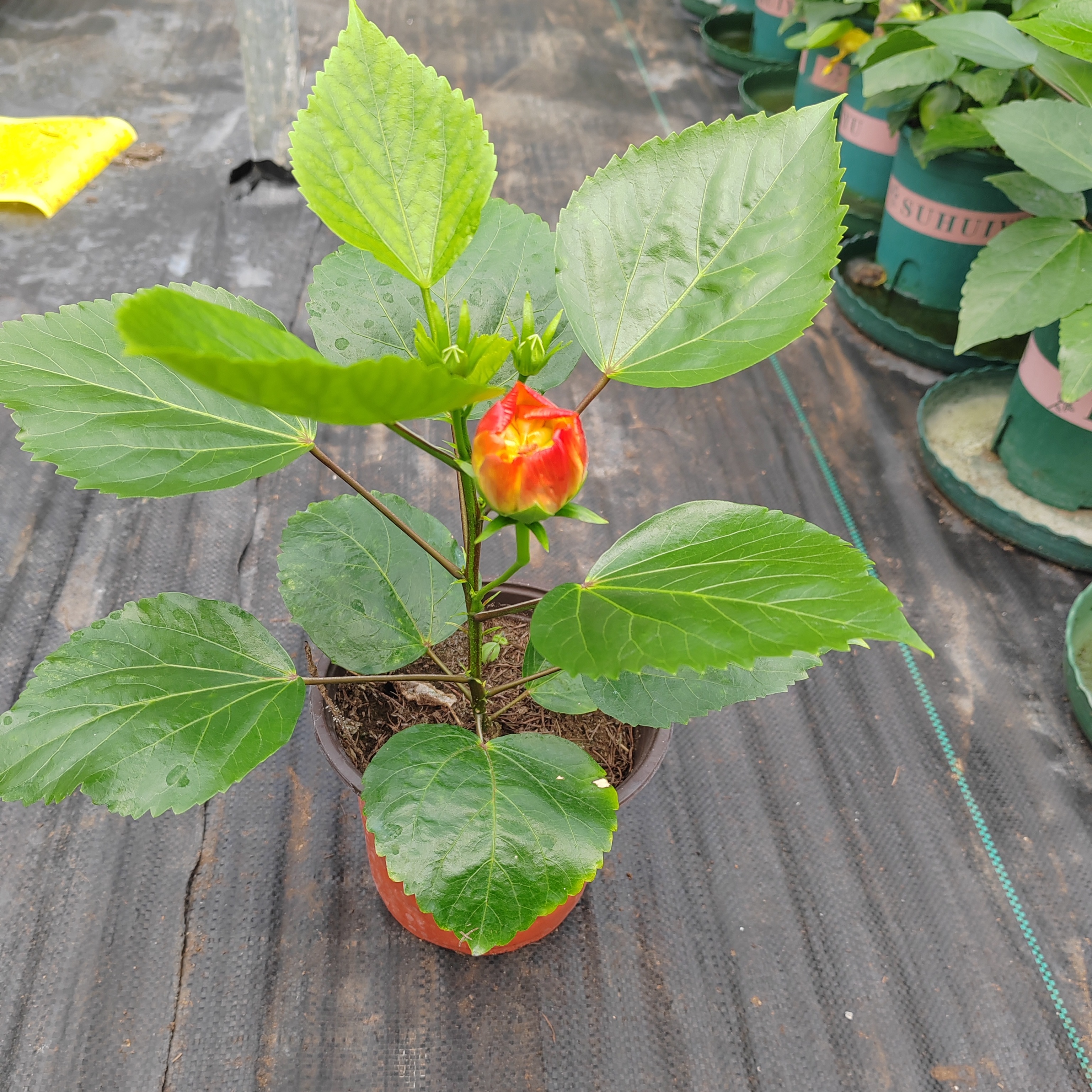 丹麦木槿花苗带花苞发货室内外盆栽绿植花卉阳台植物扶桑朱槿牡丹