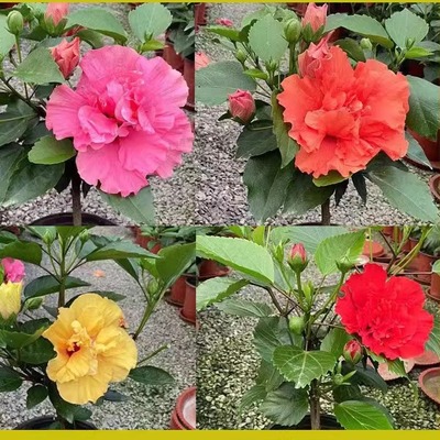 丹麦木槿花苗带花苞发货室内外盆栽绿植花卉阳台植物扶桑朱槿牡丹