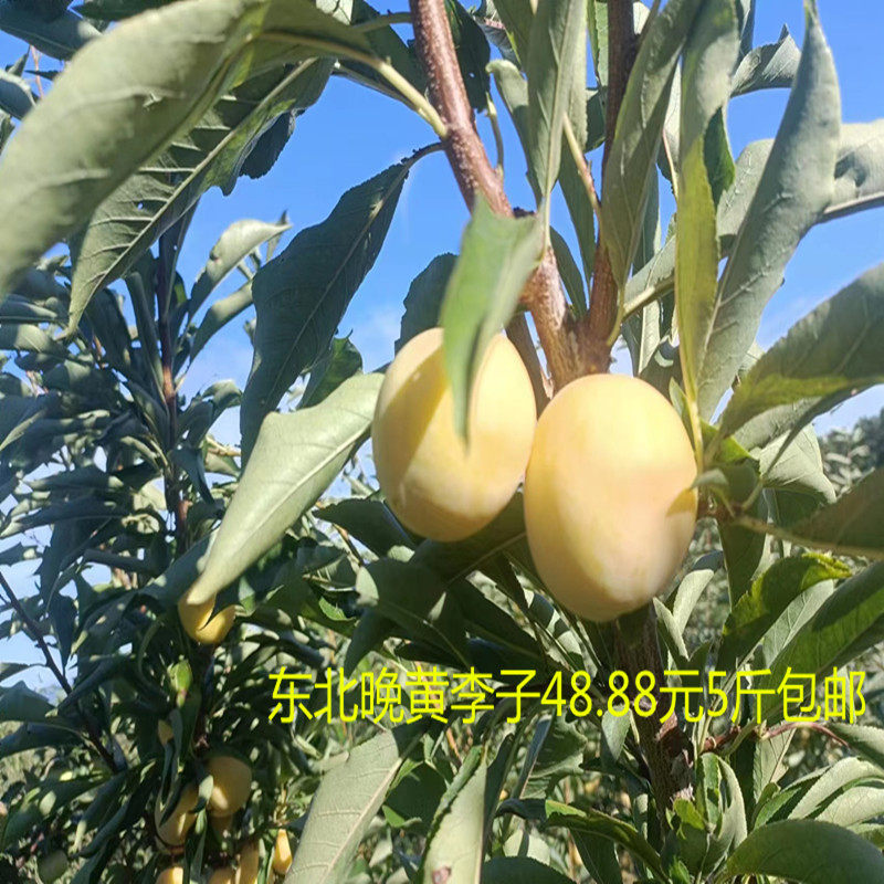 东北小黄李子干碗李子 脱骨晚黄李子酸甜孕妇水果5斤包邮