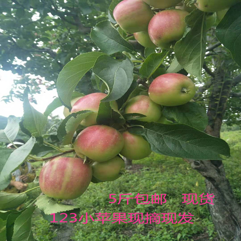 123小苹果东北新鲜水果5斤包邮时令酸甜脆现摘海棠果沙果