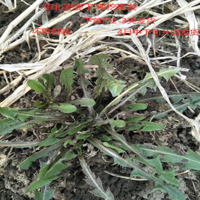婆婆丁 东北山菜新鲜蔬菜蘸酱菜 野生山野蒲公英苦菜苦麻子包邮