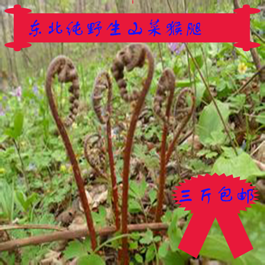 东北长白山特产野生新鲜猴腿蕨菜其它