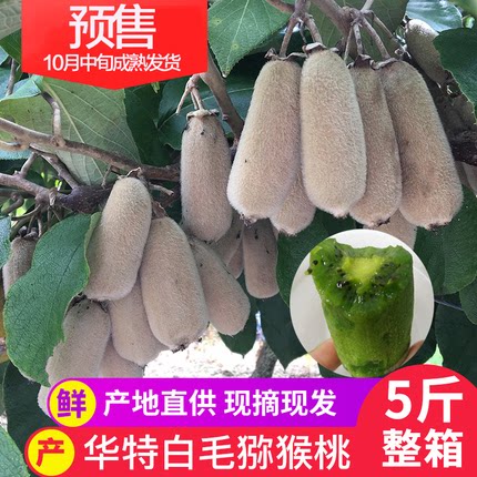 白毛猕猴桃温州华特奇异果
