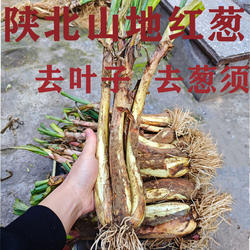 2025年新葱陕北米脂红葱 山地旱地红皮葱炖羊肉去腥炒菜调味品