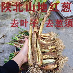 2025年新葱陕北米脂红葱 山地旱地红皮葱炖羊肉去腥炒菜调味品