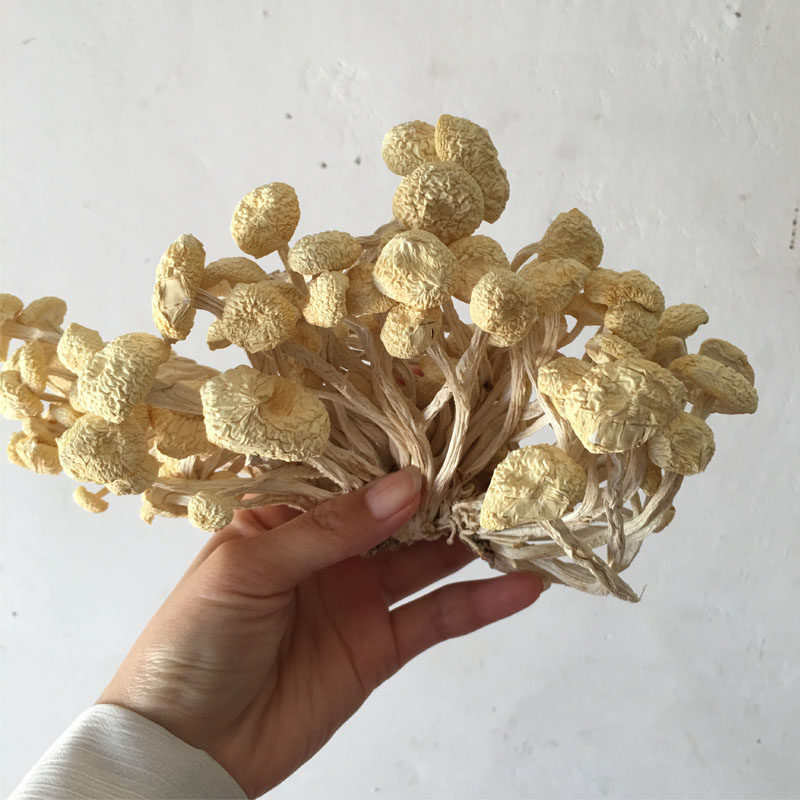 广昌茶树菇白茶树菇金顶菇茶薪菇干货500g包邮江西特产香菇不开伞