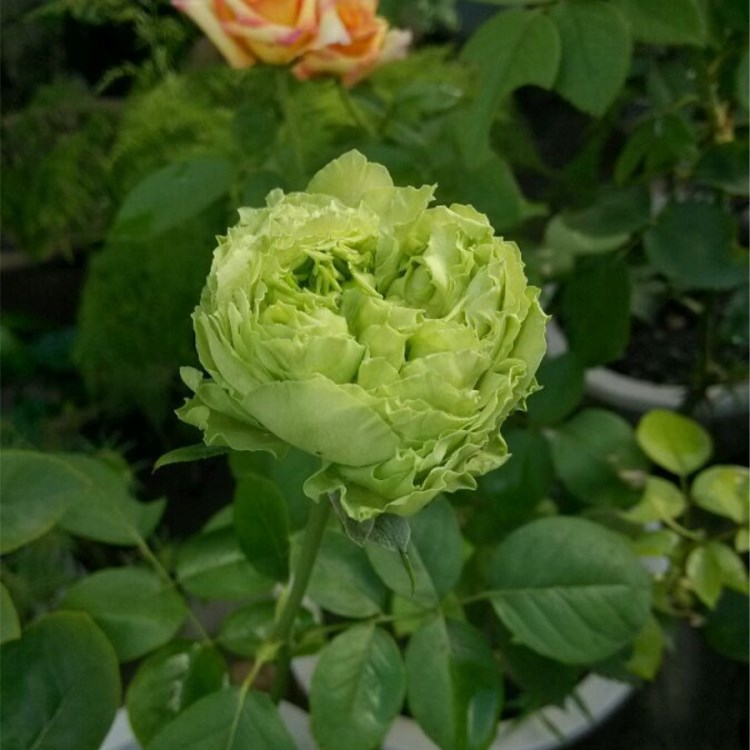 钱家花圆i月季 绿星 浓香玫瑰花苗 切花香水月季盆栽带花苞花期长|msdalam kategori penghantaran bunga/bunga simulasi/tumbuhan berkebun, bunga/Tumbuh-tumbuhan tumbuh-tumbuhan pasu (baru), tumbuh-tumbuhan hijau - dari Buy2taobao.com untuk memberikan perkhidmatan ejen Taobao profesional membeli