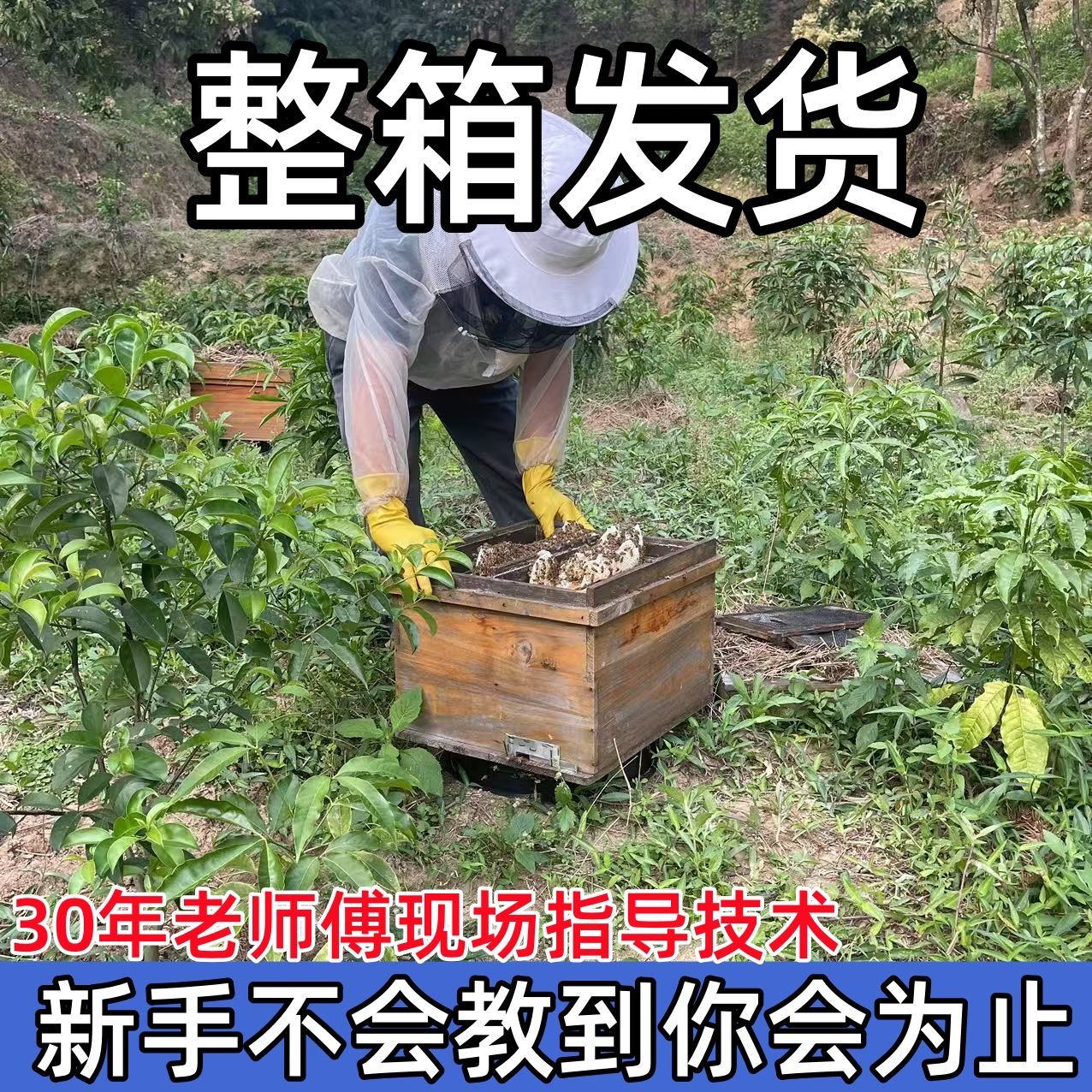 活体中华蜜蜂带王整箱批发