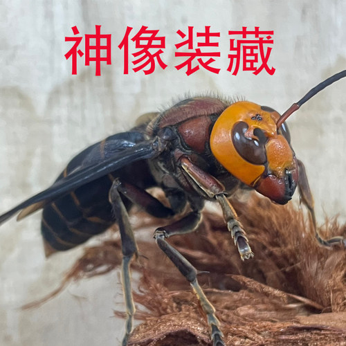 蜂王胡蜂红娘野生虎头蜂神像装藏用蜂