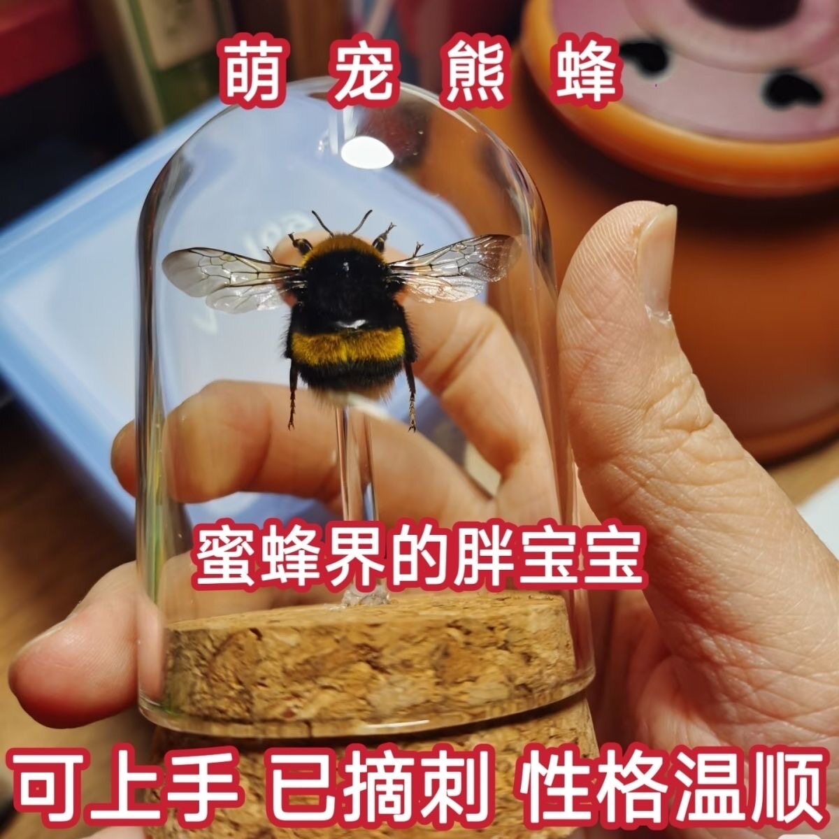 熊蜂玻璃罩可上手可养可繁殖