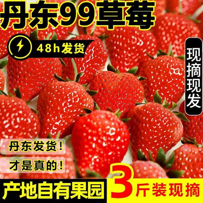 【产地直发】丹东99草莓新鲜现摘牛奶红颜大草莓特大号批发一整箱
