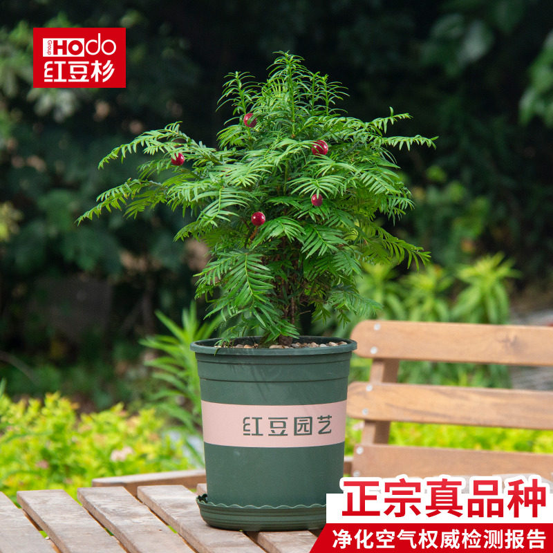 红豆杉盆栽曼地亚南方红豆杉盆景净化空气吸甲醛植物室内盆栽绿植在类目 鲜花速递/花卉仿真/绿植园艺, 花卉/绿植盆栽（新）, 绿植中 - 来自Buy2taobao.com提供专业的淘宝代购服务