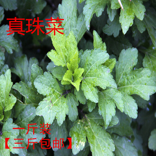 潮汕菜新鲜珍珠菜红根草真珍珠菜甜菜菜苗一棵带根拍3送一拍5送2