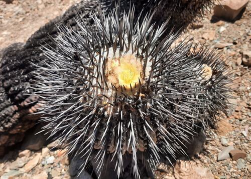仙人球种子 龙爪属 黑王丸种子 Copiapoa cinerea - TOP JN 2389