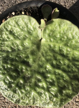 HHHH稀有仙人球  植物