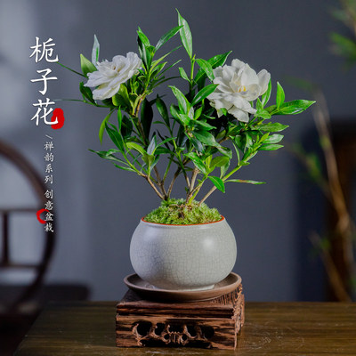 小叶栀子花开花小盆栽