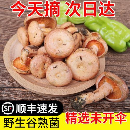 2026新鲜谷熟菌菇朵500g黄谷熟云南野生菌蘑菇铜绿重阳紫花乌枞菌 - 封面