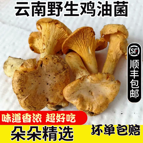 新鲜野生黄丝菌500g黄金菇云南特产山珍蘑菇鸡黄蘑菇非新鲜鸡油菌