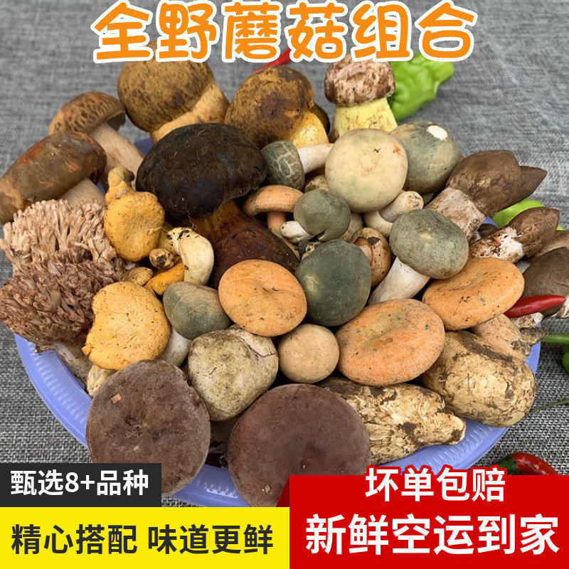 新鲜野生菌组合蘑菇500g牛肝杂菌云南菌子谷熟松茸青头鸡枞见手青