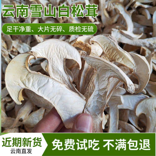 新货香格里拉白松茸干片林下野培